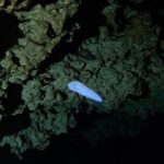 Dama blanca quintana roo