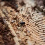 scarabajo-descortezado2